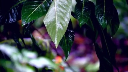 Snake Mating In the Jungle