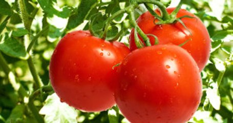Pazarda Satılan Domatesler Ancak 15 Yıl Sonra Lezzetli Olur