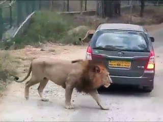 প্রাইভেটকারের উপর লাফিয়ে উঠলো সিংহ