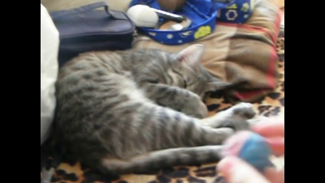 Приколы про животных. Как котэ с мячиком баловался. Fun with animals. Приколы про котов.