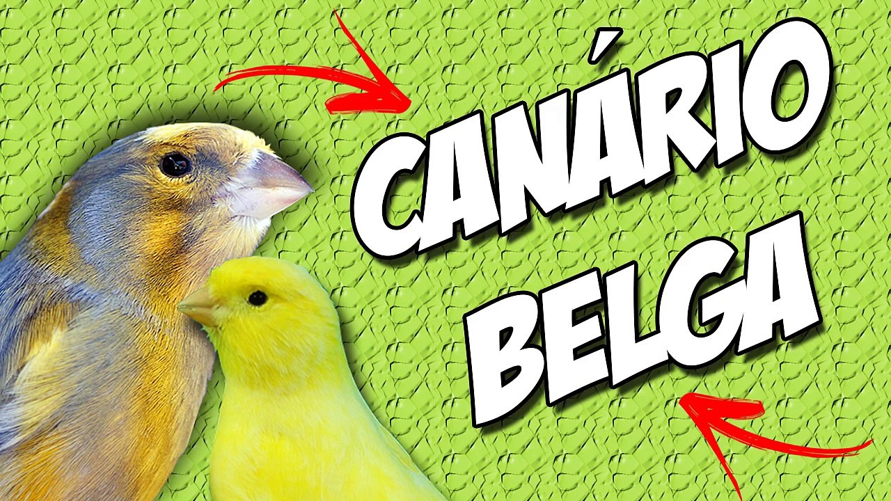 CANÁRIO BELGA CAMPAINHA PARA ENSINAR FILHOTES