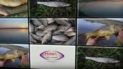 Курьёзы на рыбалке