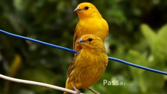 Canário da Terra Canto Para Filhotes e Adulto - Novo