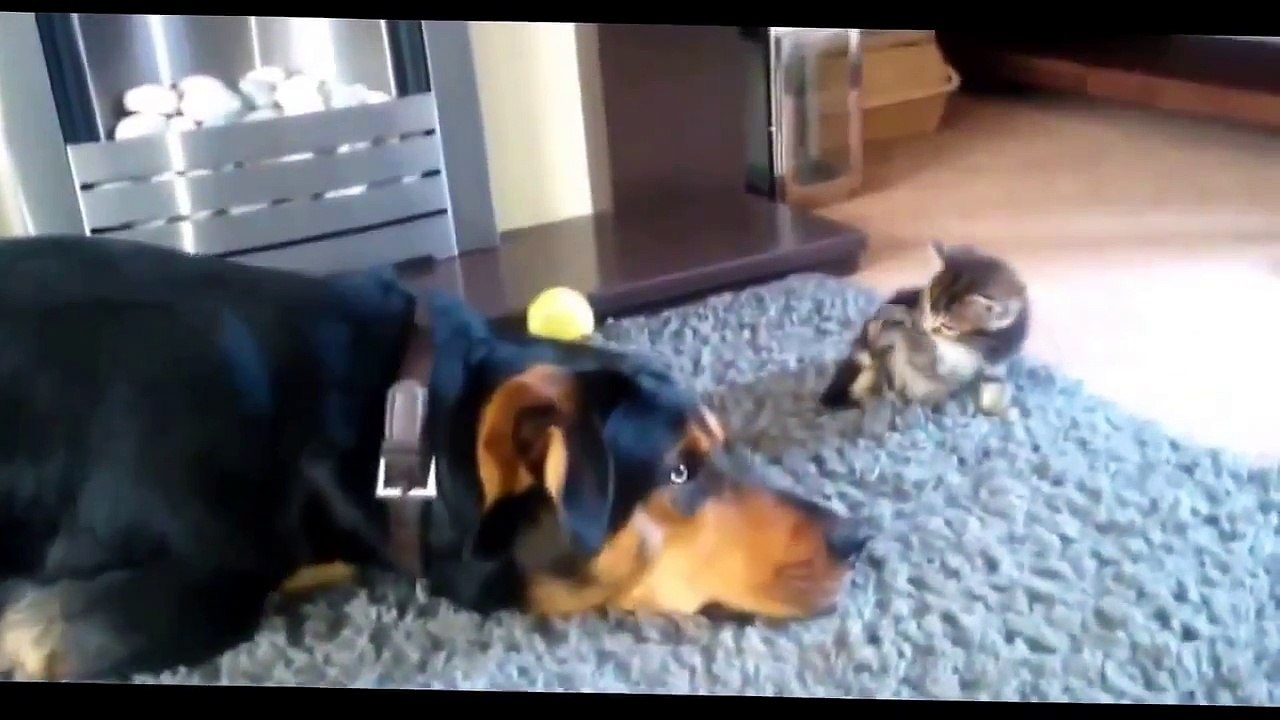 Приколы с кошками