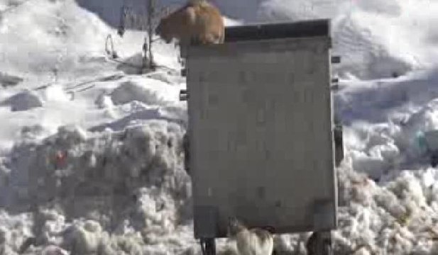 Ölen kediyi arkadaşları dakikalarca yalnız bırakmadı