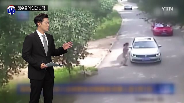 범 무서운 줄 모르고 ...맹수가 인간을 노린다 / YTN (Yes! Top News)