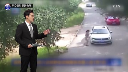 "범 무서운 줄 모르고"...맹수가 인간을 노린다 / YTN (Yes! Top News)