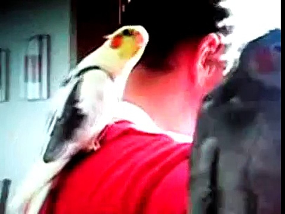 Говорящий попугай корелла