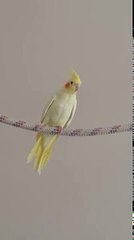 Erkek sultan papağanı ötüş