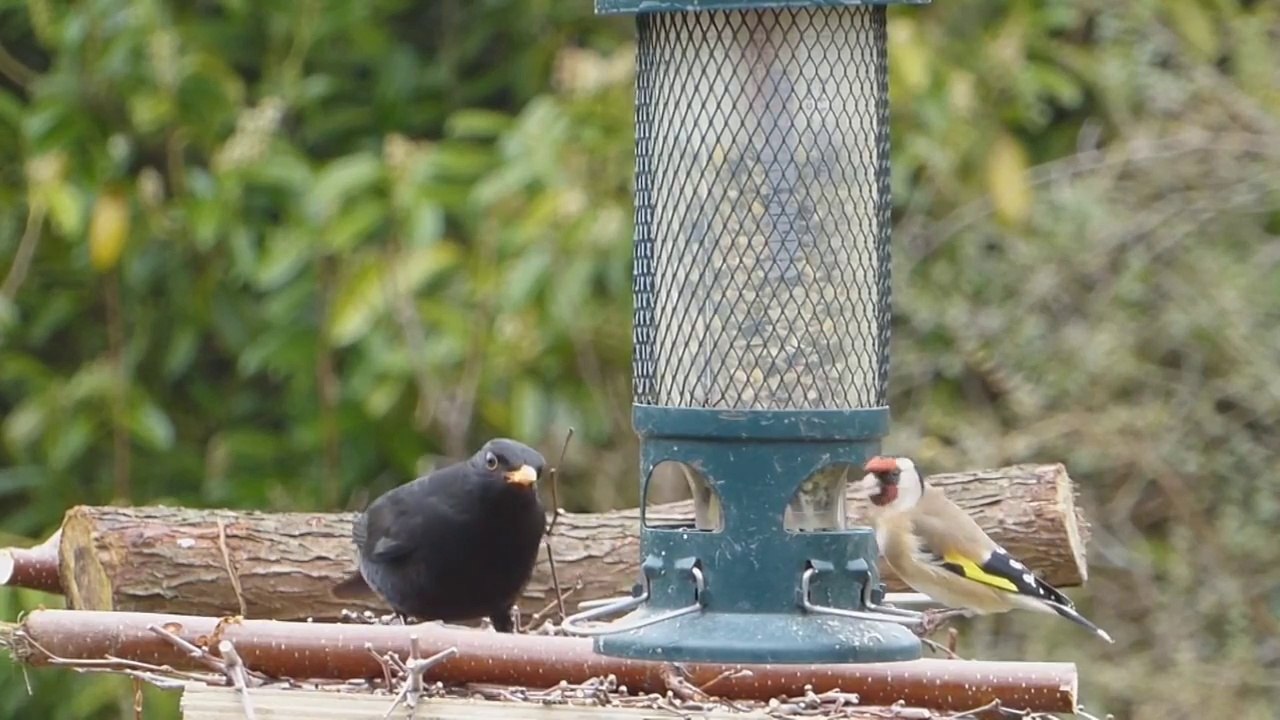 BIRDS IN THE NATURE