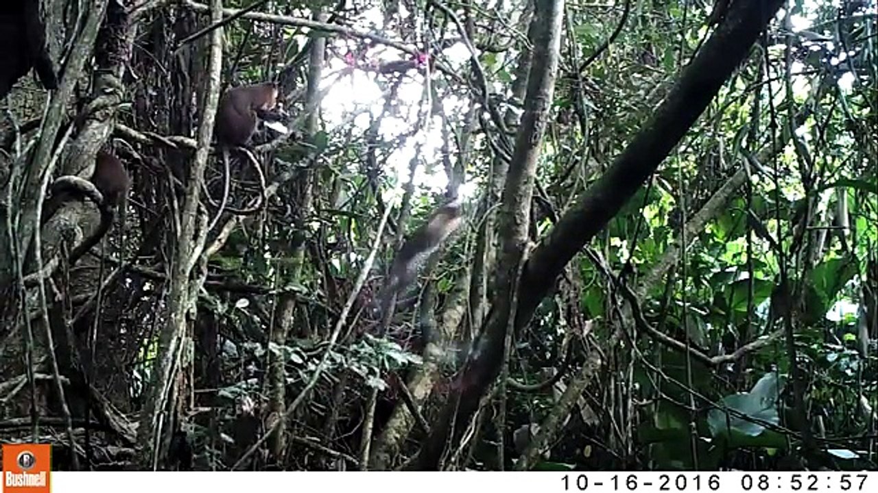 Censés avoir disparu, des singes dryas filmés au Congo