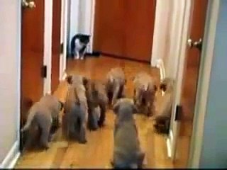 Кошка против Собак  Кто же победит