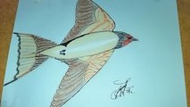 How to draw a simple swallow, Como dibujar una golondrina sencilla,Como desenhar uma andorinha