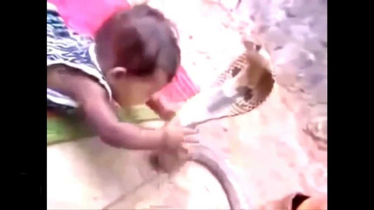 Cobra kills Baby/ Cobra tue bébé