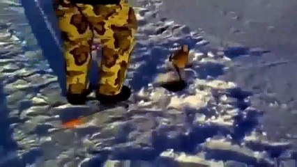 Необычный улов на жерлицу