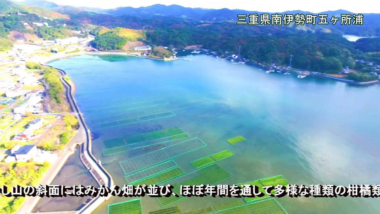 三重県南伊勢町は、あおさ生産量全国一
