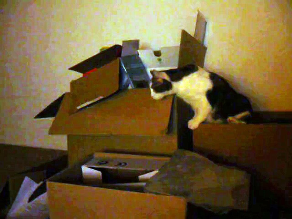 funny cats complilation, funny pets, funny animals