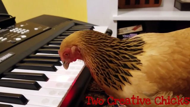 Une poule qui joue du piano