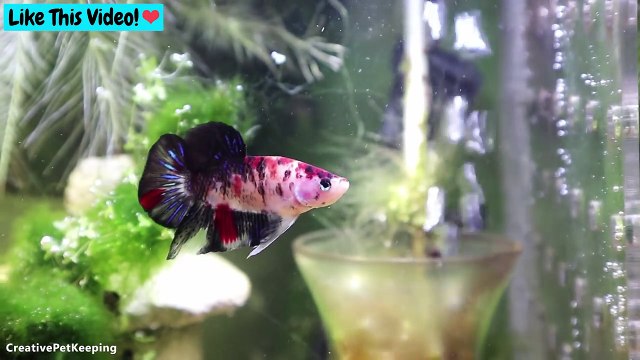 Betta Fish Spotlight _ Red Koi cellophane hmpk-yYAMaCKrygs