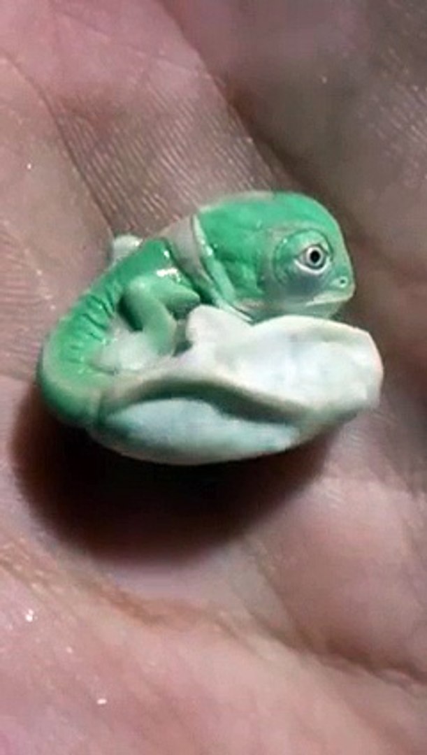 La Naissance D Un Bebe Cameleon Fascinant Video Dailymotion