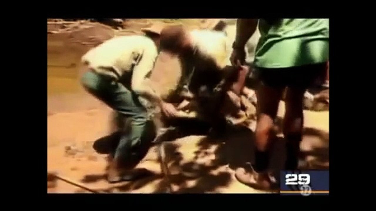 Animal Attack
