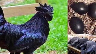 The pitch-black chicken eggs, meat, the price of Rs 3 lakh !!