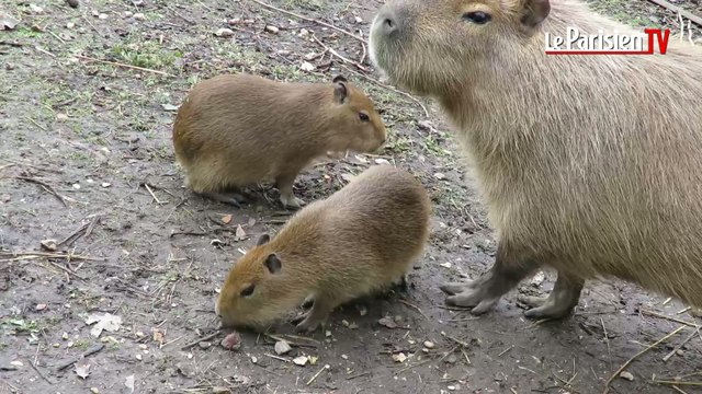 Premier bain de foule pour les bébés animaux du zoo de Thoiry