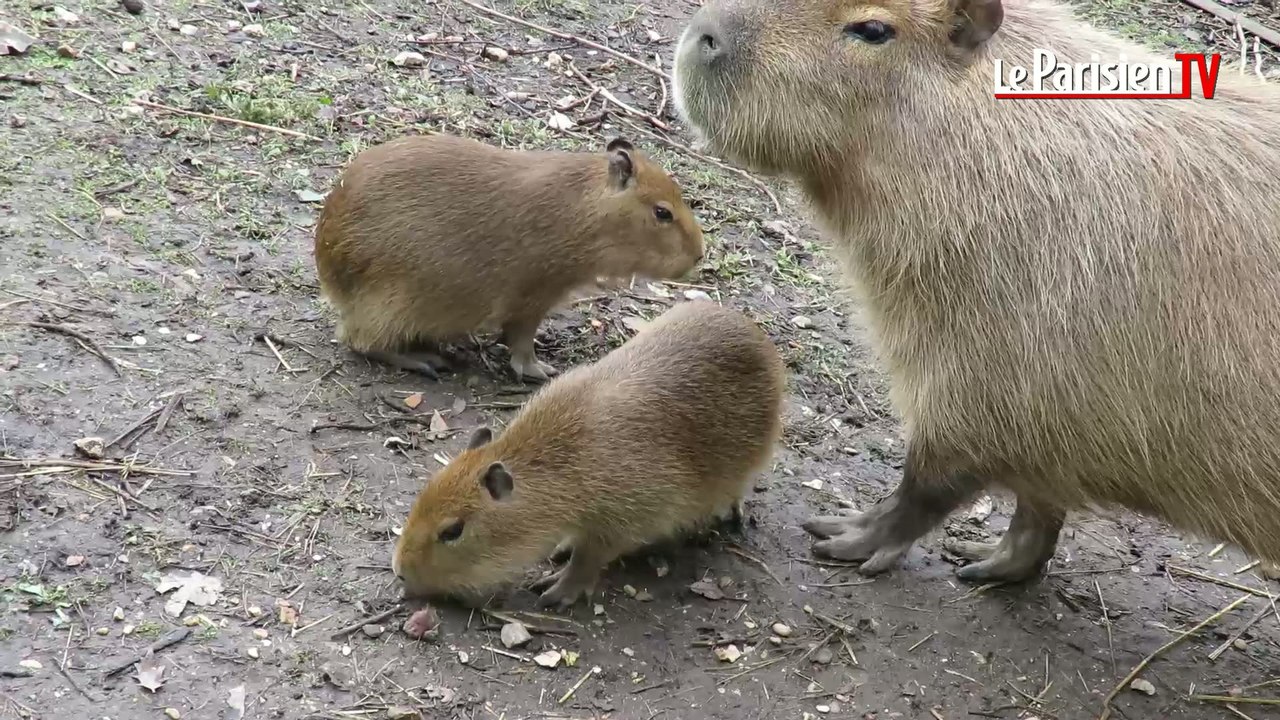 Premier bain de foule pour les bébés animaux du zoo de Thoiry