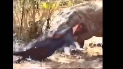 Dragon  eats Boar