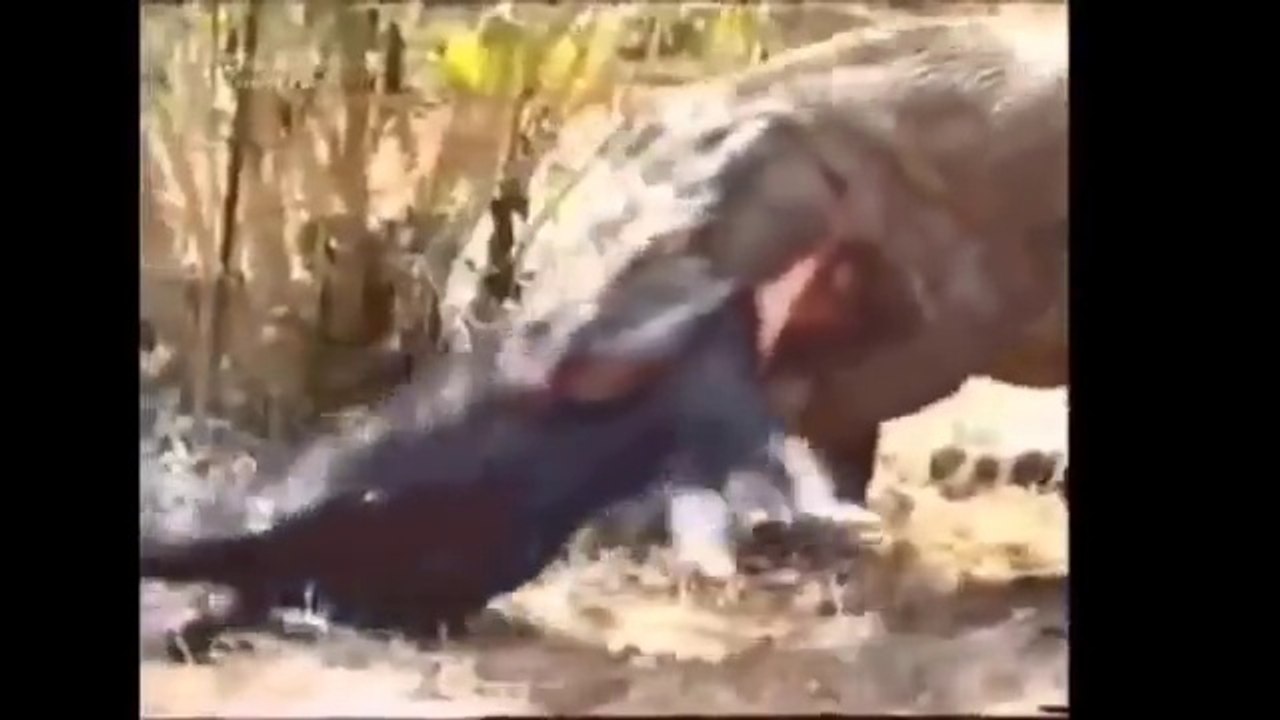 Dragon  eats Boar