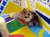 Персидские котята    смотреть бесплатные видео приколы онлайн1