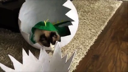 Déguisé en dinosaure, Timo le chat règne en maître sur la Toile !