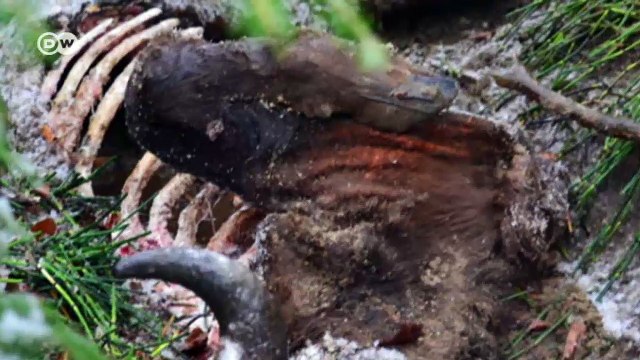 Rumania: el regreso de los bisontes | Enfoque Europa