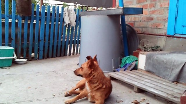 Это просто надо видеть! Супер смешные и прикольные животные! У нас только лучшее!