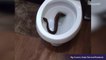 Yikes! Rattlesnake Found in Toilet Leads to Discovery of Dozens More