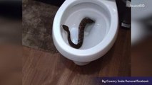 Yikes! Rattlesnake Found in Toilet Leads to Discovery of Dozens More