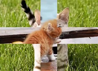 Кошки Возраст кошки по человеческим меркам