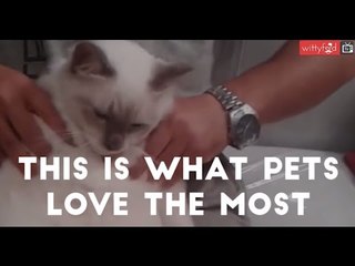 This is what pets love the most | WittyFeed