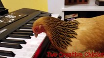 Patriotic Chicken Playing Keyboard Piano