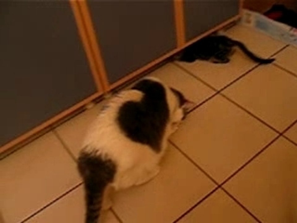 chat