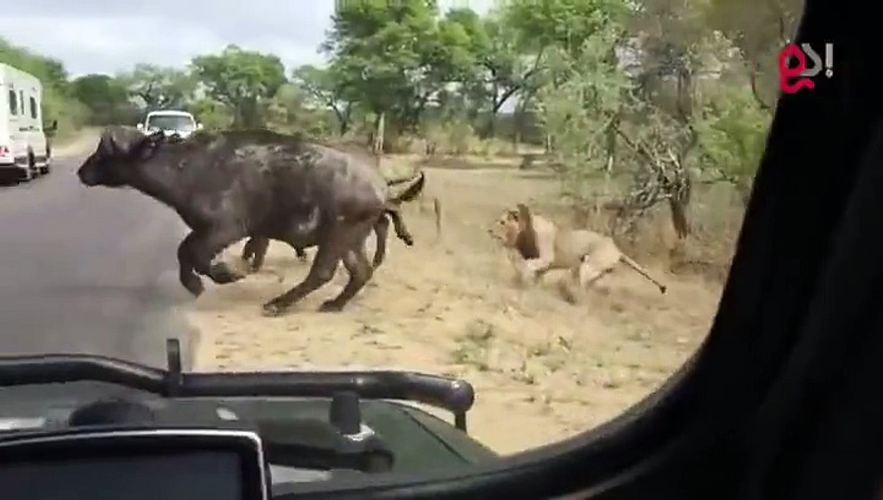 Loin vs buffalow