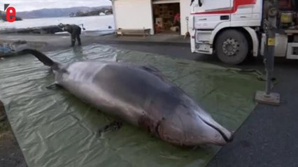 Plus de 30 sacs plastiques retrouvés dans le corps d’une baleine
