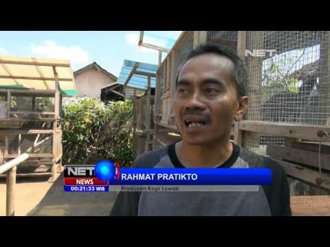 NET24 - Kopi Luwak Lokal Tembus Pasar Dunia di Temanggung