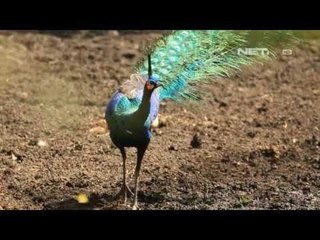 NET17 - Keindahan Savana Africa van Java di Situbondo