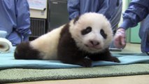 First Steps! San Diego Zoo Panda Cub 9th exam