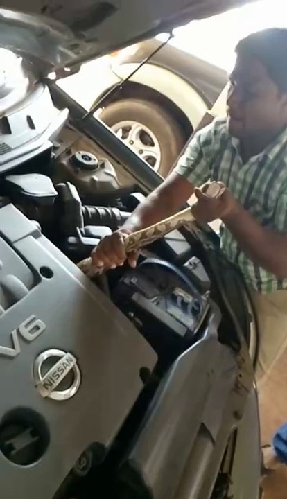 Python in car bonnet