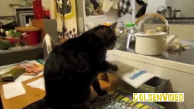 Самые смешные COUB приколы про кошек и котят [#1]