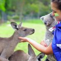 Un kangourou qui caline un koala