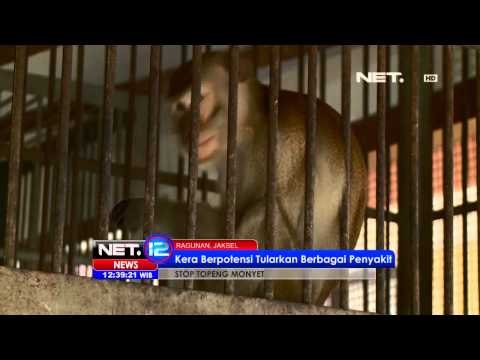 NET12 - Bahaya Penyakit dari Topeng Monyet