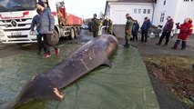 Whale dies with over 30 plastic bags in its stomach